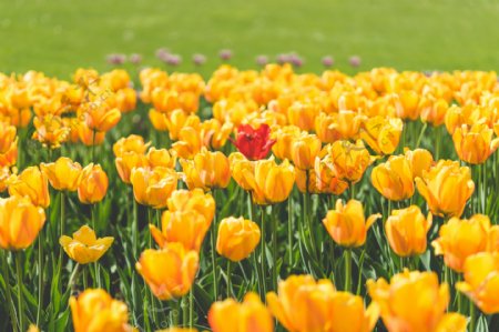 黄色郁金香花海高清