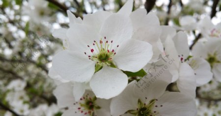 春天梨花花朵