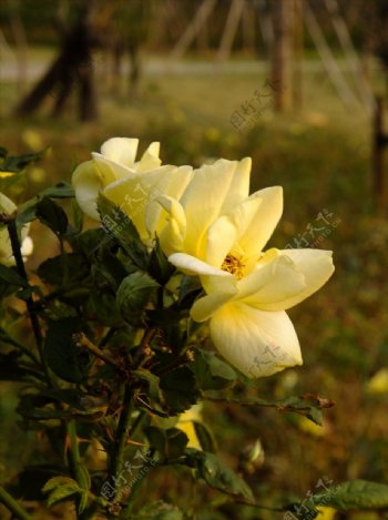 赣州中央生态公园的玫瑰
