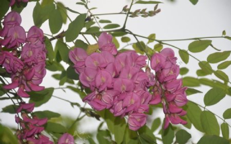 紫槐树花