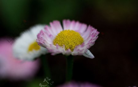 淡粉色雏菊花