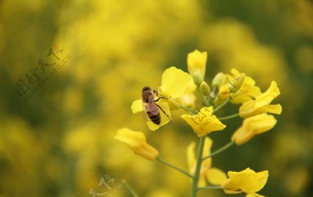 油菜花