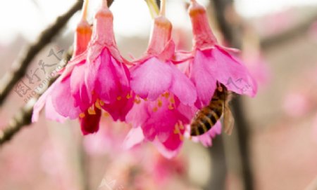 樱花下采蜜的蜜蜂