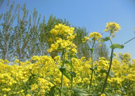 油菜花