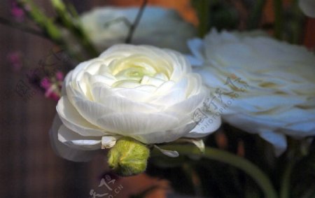 洋牡丹白色花卉温馨高雅