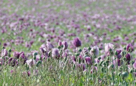 紫色罂粟花
