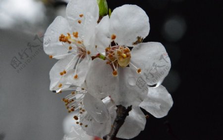 雨露杏花