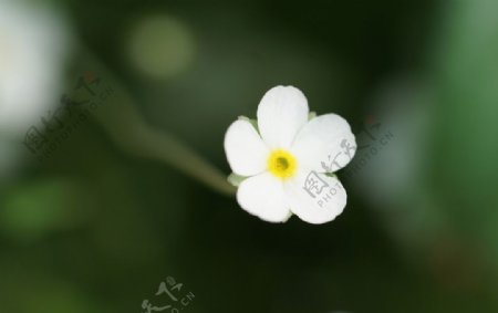 清新白色小花