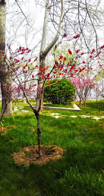 春季桃花树绿草地公园摄影图