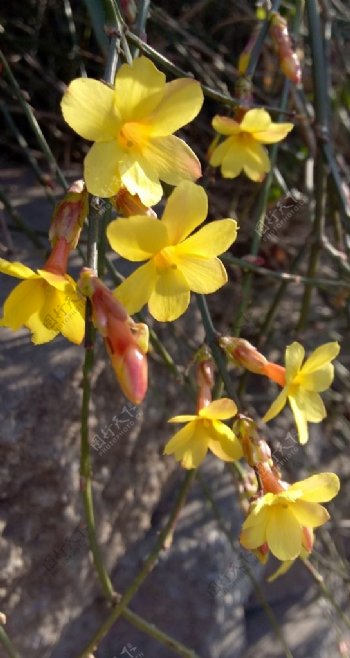 迎春花开