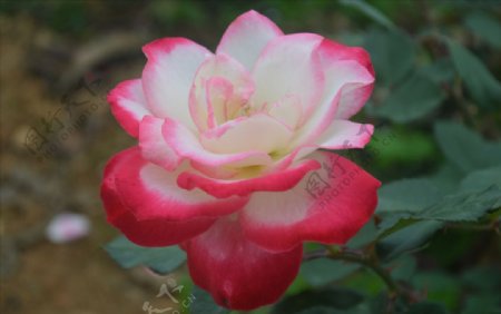 粉玫瑰鲜花