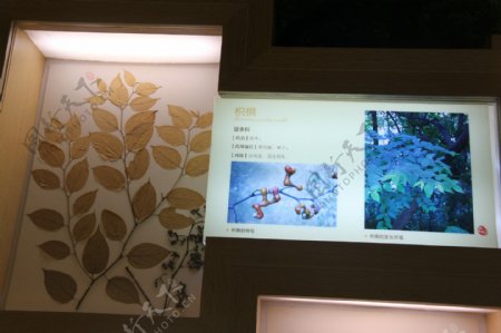 广东省博物馆植物标本