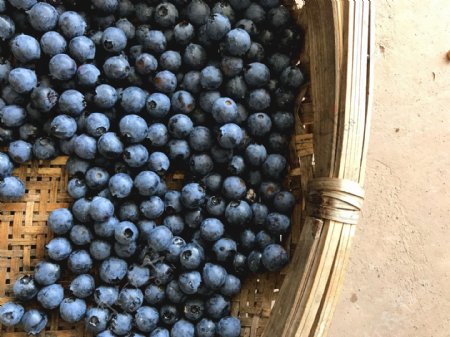 采摘的蓝莓
