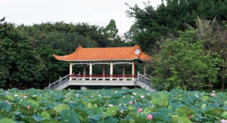 深圳洪湖公园