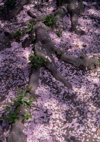 樱花树下的花瓣