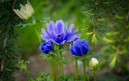 蓝色海葵花