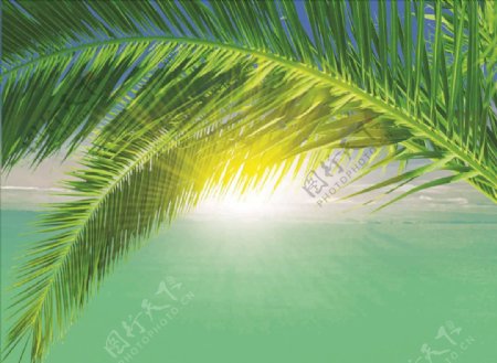 椰子树树叶阳光