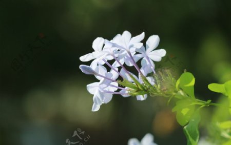 蓝紫色小花球