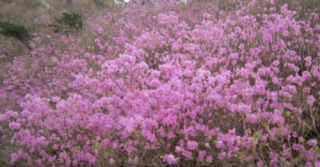 胶南杜鹃花