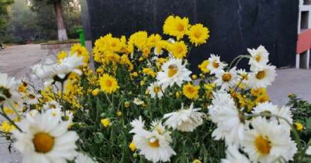 黄色和白色的菊花