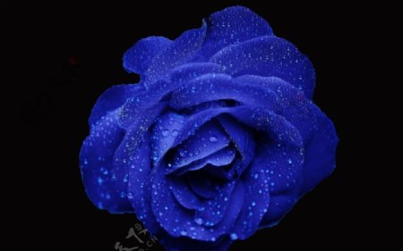 黑背景中的蓝色玫瑰