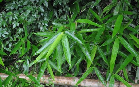 竹叶植物