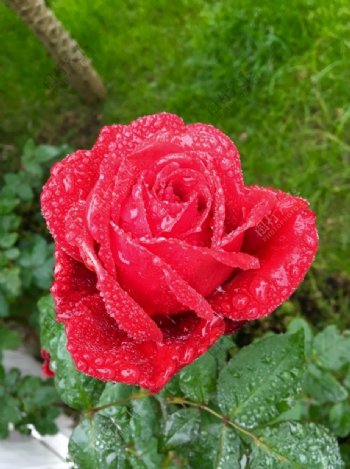 雨后的玫瑰花