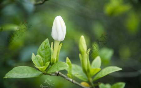 栀子花蕾