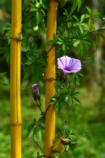 竹子与牵牛花