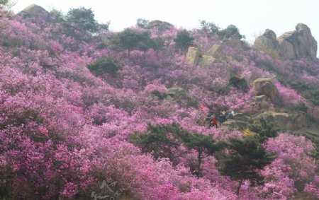 杜鹃花