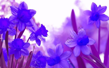 高清紫色小花