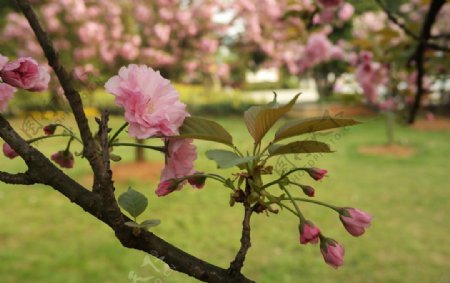 花枝