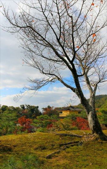 金阁寺小景