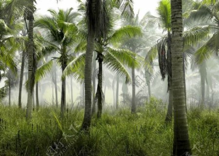 云雾的棕榈树