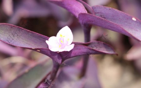 紫叶草