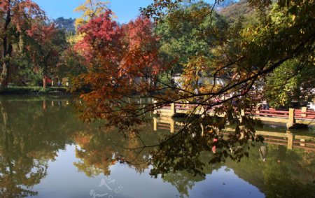 天平山红枫