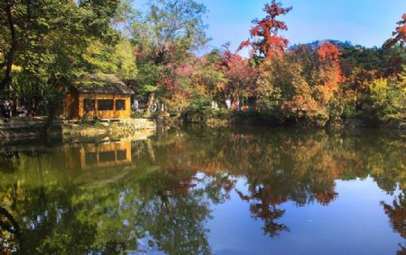 天平山红枫