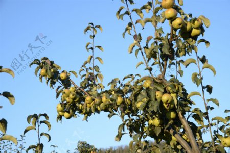 苹果树果园采风