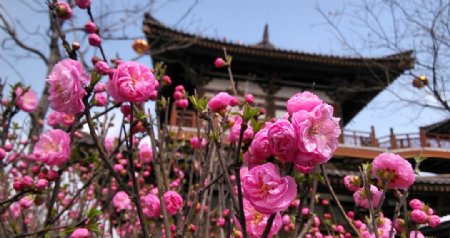 西安青龙寺