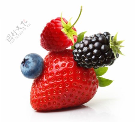 蓝莓草莓树莓