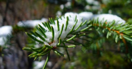 雪松