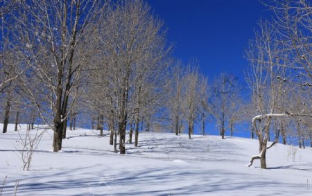 雪乡