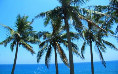 太平洋沿岸的椰子树