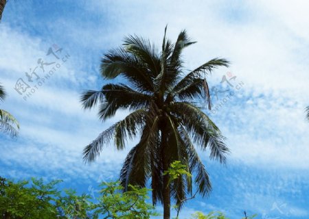 皇帝岛椰子树