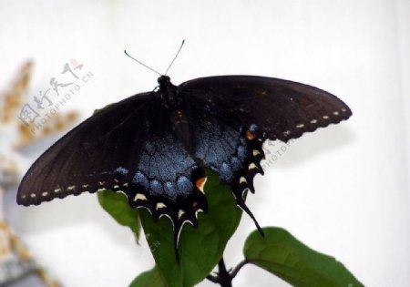 黑色凤蝶