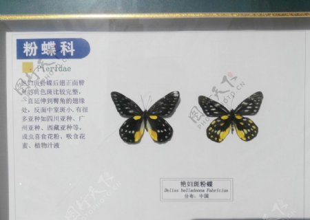 艳妇斑粉蝶