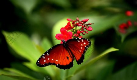红花红蝴蝶