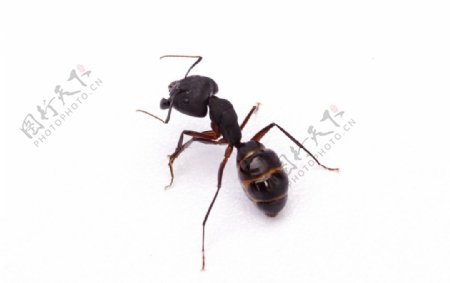 蚂蚁黑色蚂蚁摄影昆虫