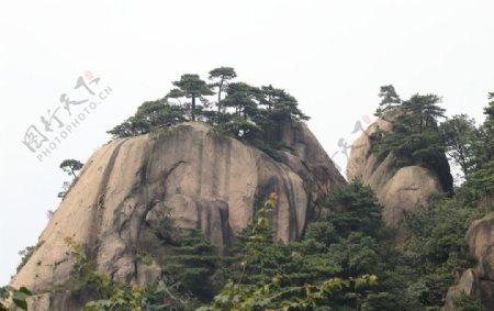 九华山松树