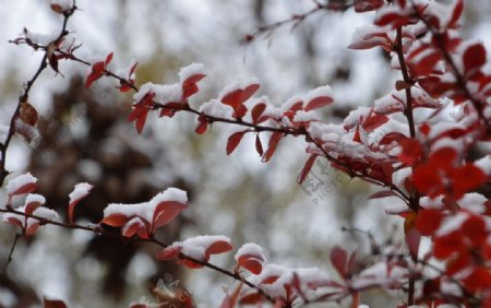 红叶初雪